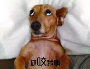 来一发萌宠表情包,有要的收藏啦
