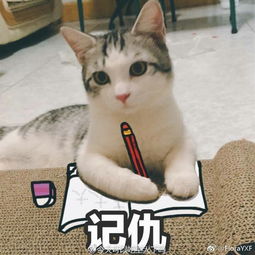 你有哪些关于猫狗的表情包