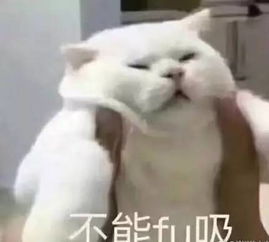 接住,大波猫咪表情包袭来...