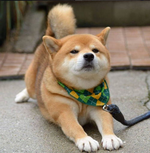 柴犬对人笑容甜美,对其他狗狗它可没这么客气