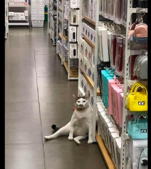 猫咪一副大佬坐姿,身体还靠在货架上,表情很臭快交出小鱼干