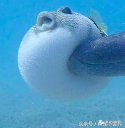 河豚在海里散步却惨被屁孩海豚撞飞,出车祸的经典表情害大家笑倒