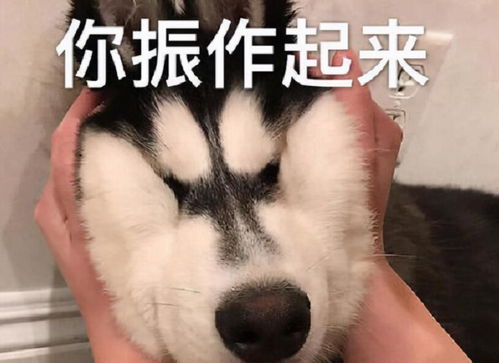 猫狗表情包带字
