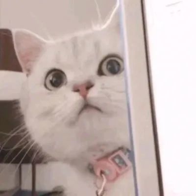 头像舍2021最新微信可爱小猫小狗头像小猫卖萌微信头像