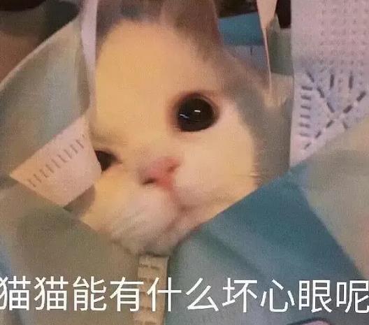 猫猫能有什么坏心眼呢猫猫能有什么坏心眼呢表情包