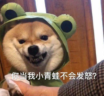 看完这些狗狗,再难过也会笑出声的