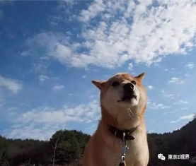 泪目16岁柴犬北登去世,你的表情包里肯定有它