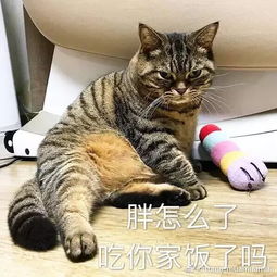 这大猫饼胖得太像表情包特制了,张张都特别有戏