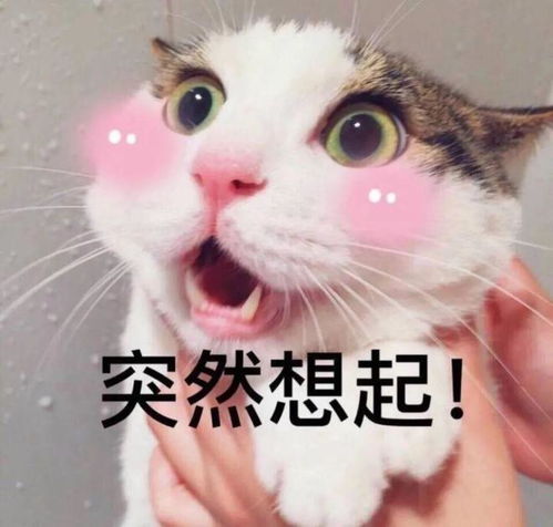 国产主食冻干水很深冻干测评...