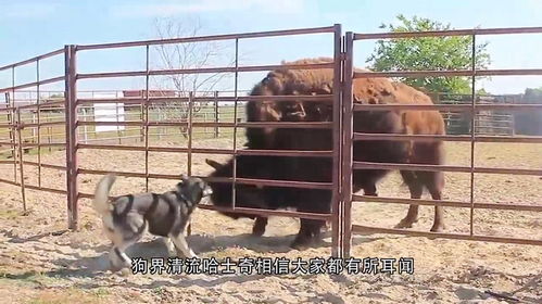 主人让哈士奇照顾小鸡,2个月后画风突变,大家忍住别笑