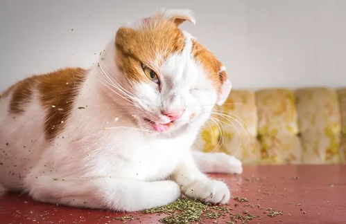 你让我上瘾