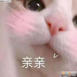 女生撒娇可爱猫咪图片猫咪要抱抱表情包下载乐游网游戏下载