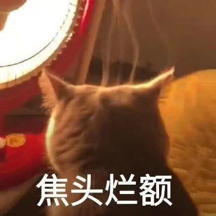小猫咪小猫咪能有什么坏心思呢,它只是想烤烤火罢了