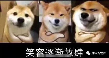柴犬萌贱表情包合辑,不笑算我输