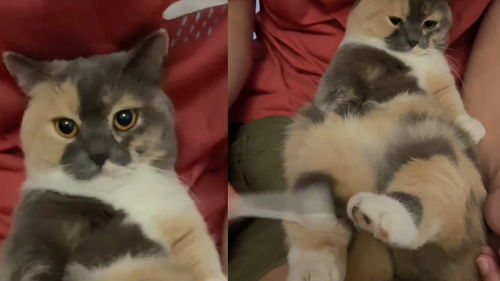 这是可以说的吗主人测试猫猫的膝跳反射,猫原来是这种反应