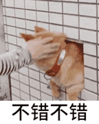 柴犬一集表情图片专题