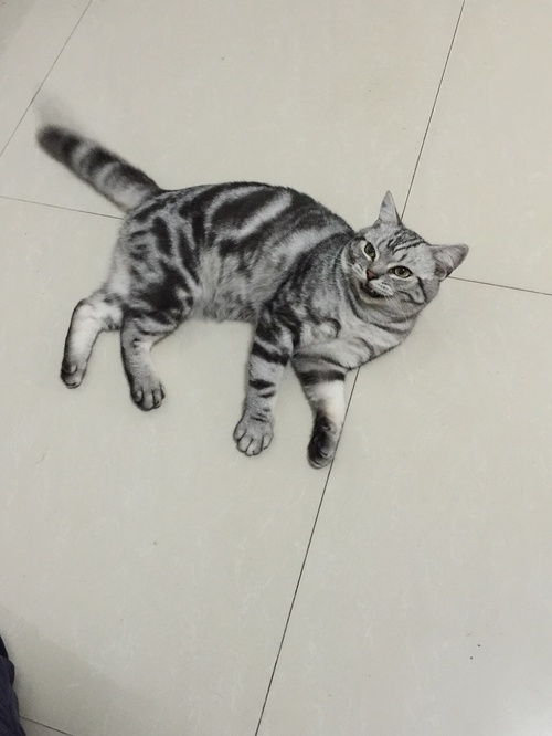 猫哭了给它带了秋刀鱼外卖,忽然求摸求抱,受宠...