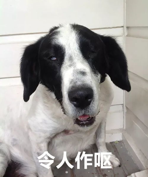 狗子从医院回来后性情大变汪我有一句mmp一定要讲
