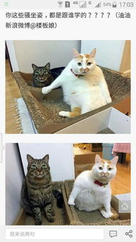 求问这只在微博上很火的表情包橘猫叫什么名字呀好喜欢,好喜感