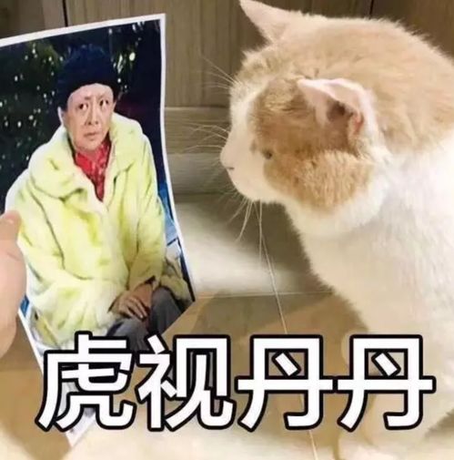 怎么下载表情包到微信猫咪