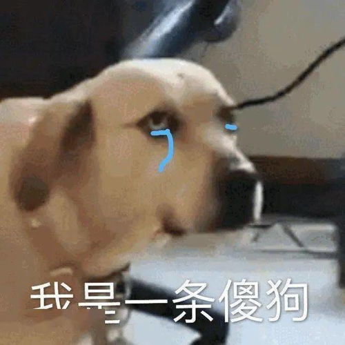 你说的这是人话吗
