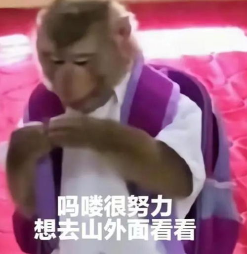 吗喽