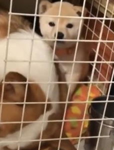 小柴犬睡觉醒来出不了笼子,表情无辜的盯着主人求救