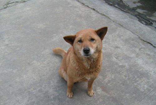 中华田园犬和日本柴犬都是土狗,为什么在价格上却相差那么大