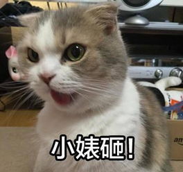 谁有那种看起来很机智可爱的猫的头像越多越好