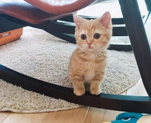 给猫粮里加秘密佐料,小橘猫吃到后竟这表情,主人笑出了猪声