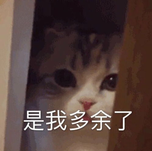 表情包小猫咪能有什么坏心眼呢