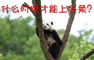 没有几张滚滚表情包,你好意思说想去偷只猫来养它一辈子