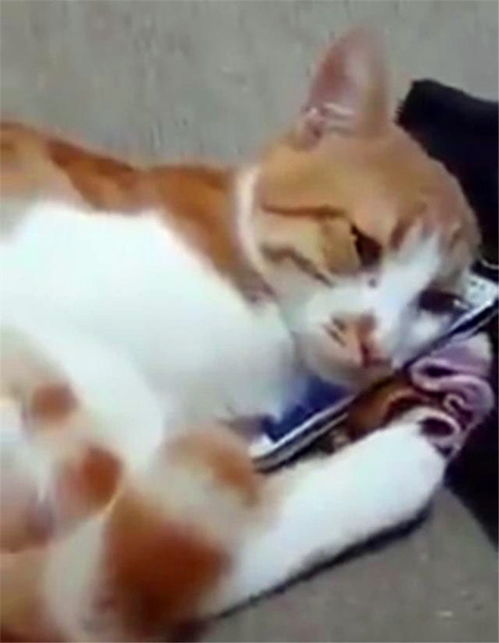 小猫咪被寄养朋友家,因想主人抱着主人的照片伤心的哭了,太可怜