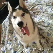 这些老虎一定是被哈士奇养大的