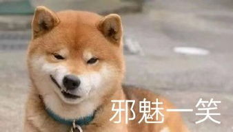 世界萌宠图鉴柴犬,一只行走的表情包