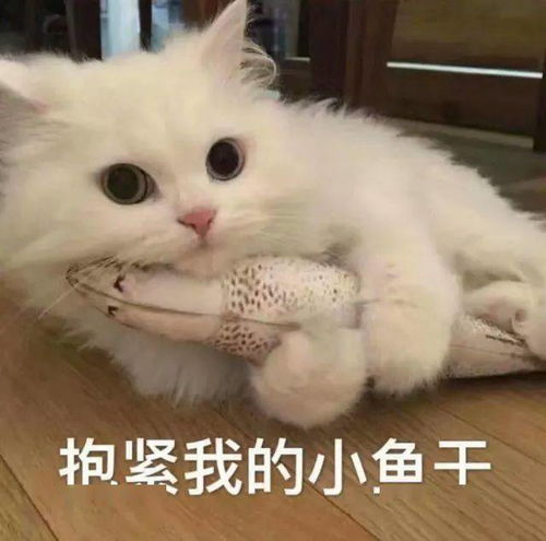我想遛猫,却害死了猫