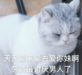 猫咪表情包让我哭的是人,让我笑的是猫咪