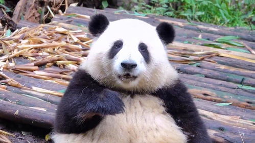 大熊猫上班就是干饭,我只负责吃东西,其他的不要吵我