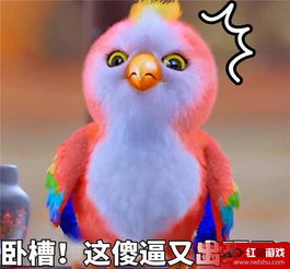 楚乔传鹦鹉是什么品种怎么来的楚乔传鹦鹉表情包盘点