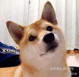 会移动的表情包这只戏精柴犬charmy堪称卖萌典范