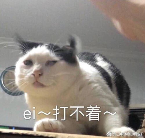 萌宠表情包带字图片困河马