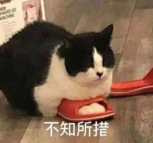 最新提醒ca填表4大要点uc填表2大变化,被忽视的坑摔跤最疼......