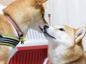 图纯种日本柴犬自家的狗狗生的表情丰富的小柴北京宠物狗