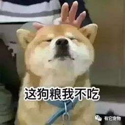 不爱吃狗粮,多半是惯的