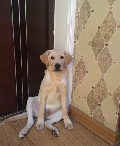拉布拉多犬被主人训,急忙跑去蹲墙角,那委屈的小表情厉害了
