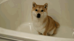 柴犬这种享受的表情,让人看了都想揉一揉