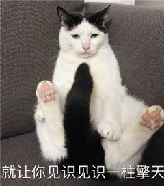 一只猫的表情包