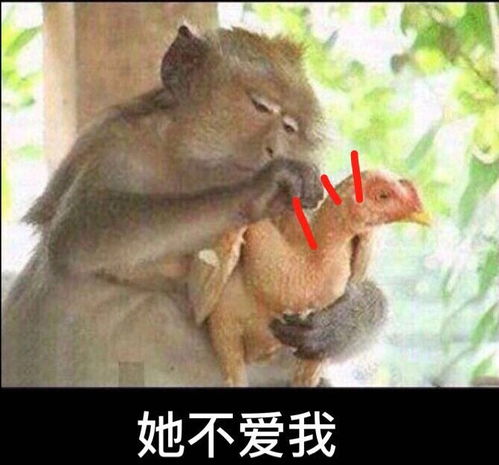猴子表情包搞笑图片她不爱我