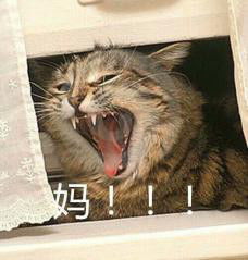 你妈给我滚表情包