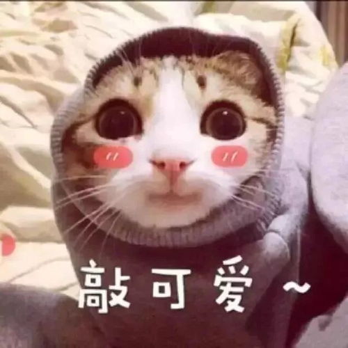抱大腿图片表情包可爱可爱